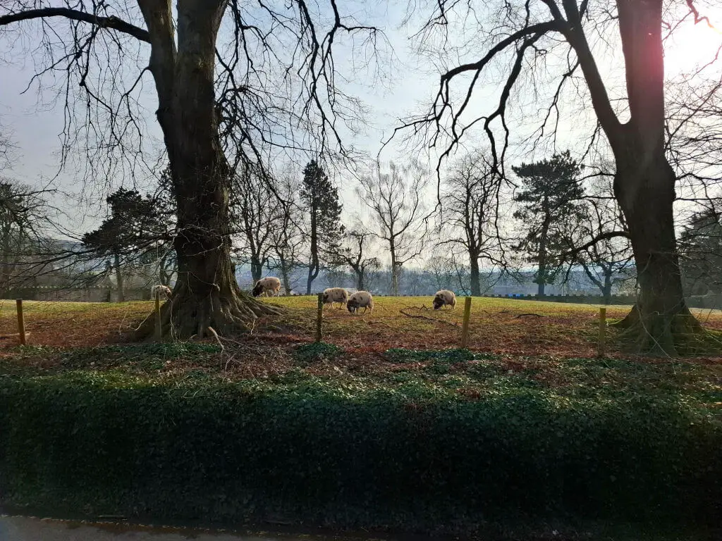 A serene field with grazing sheep surrounded by bare trees under a hazy sky. Sunlight filters through, casting soft shadows, evoking tranquility.