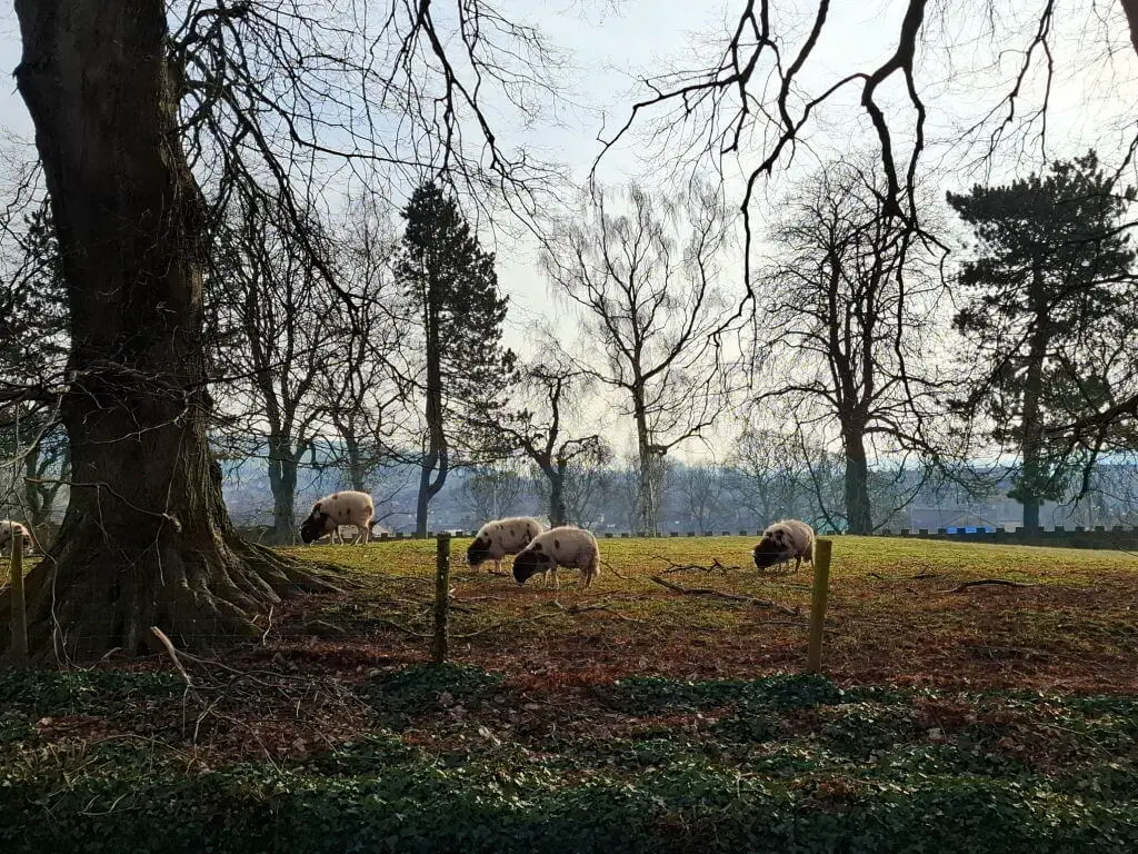 Sheep graze in a serene, wooded field during late afternoon. Tall, leafless trees frame the scene, casting intricate shadows on the ground.