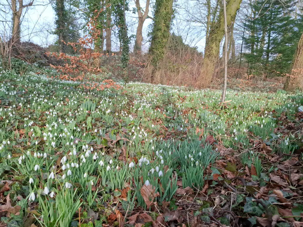 A forest floor covered in blooming snowdrops and scattered brown leaves. Tall trees stand in the background, conveying a serene, early spring atmosphere.