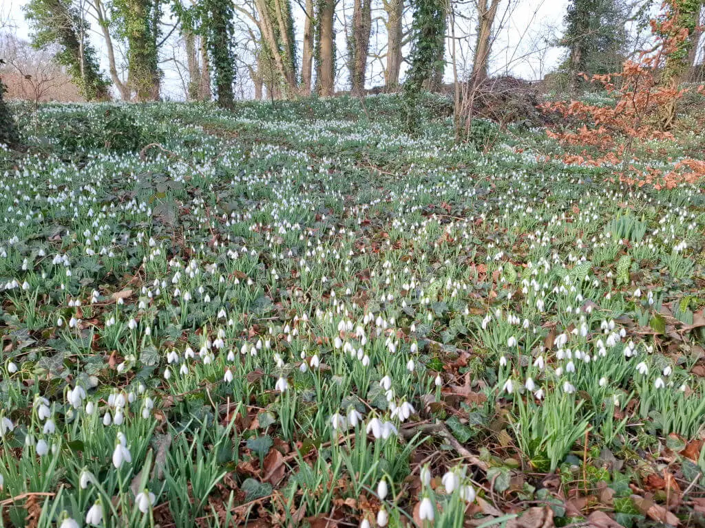 A forest floor covered in blooming snowdrops and scattered brown leaves. Tall trees stand in the background, conveying a serene, early spring atmosphere.