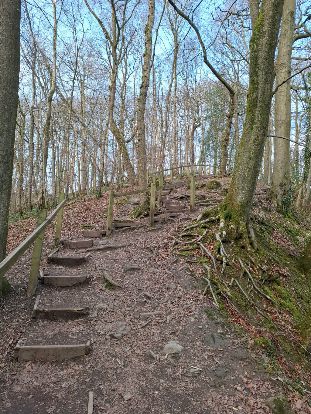Woodland trail scene with wooden steps leading uphill, surrounded by tall, leafless trees. Exposed roots and fallen leaves create a rustic, serene atmosphere.