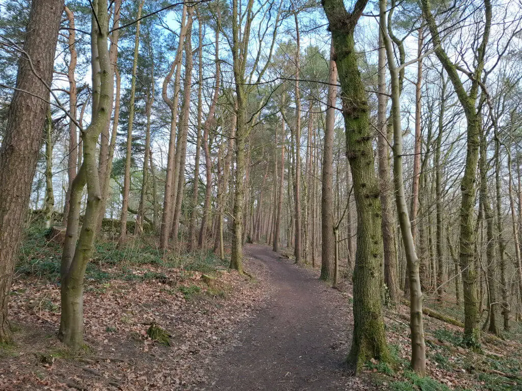 A dirt path winds through a serene forest with tall, bare trees and sparse undergrowth. The scene conveys a calm and peaceful atmosphere.