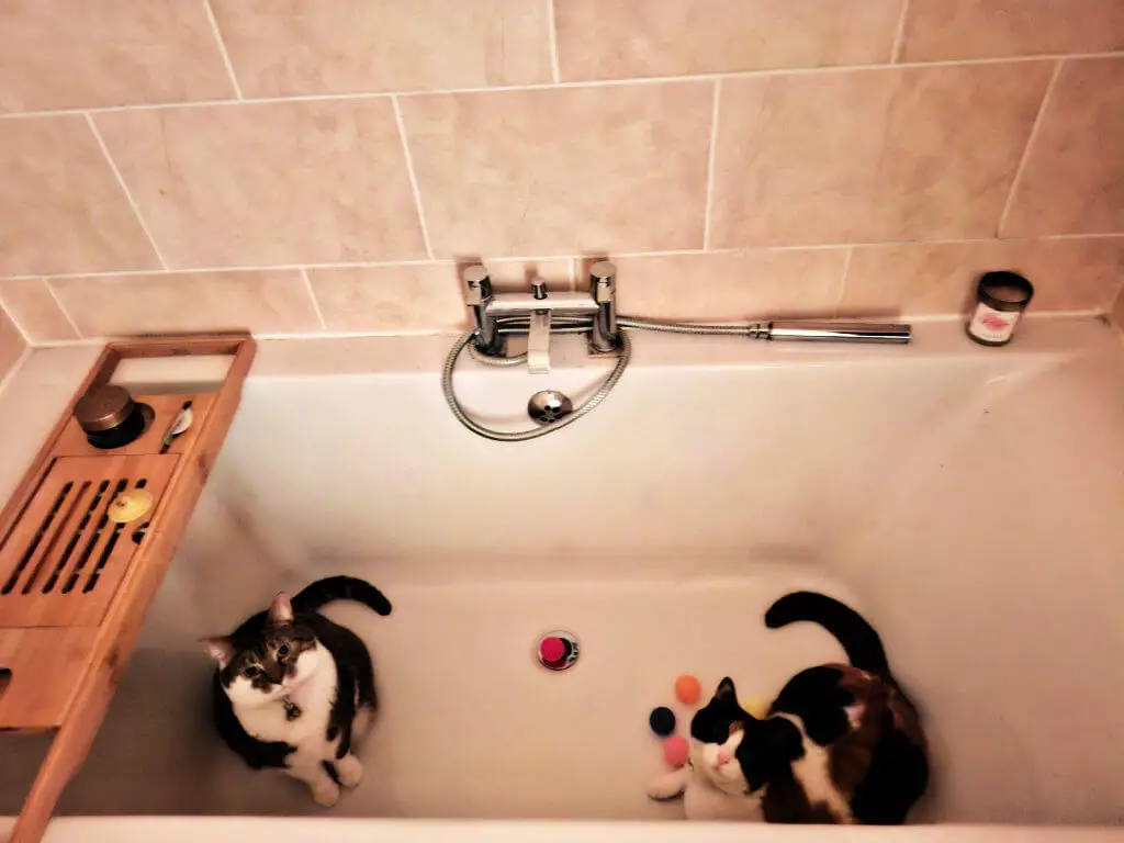 Two cats sit in an empty bathtub with colorful balls. A wooden bath tray with toiletries is positioned on one side. The scene is cozy and playful.