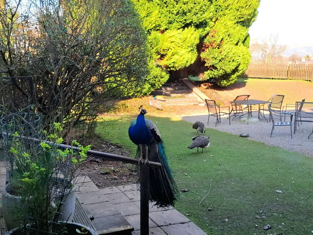Peacock perched on a metal railing in a garden with lush greenery. Two more peacocks graze on the grass nearby. Patio furniture is visible under the sunny sky.
