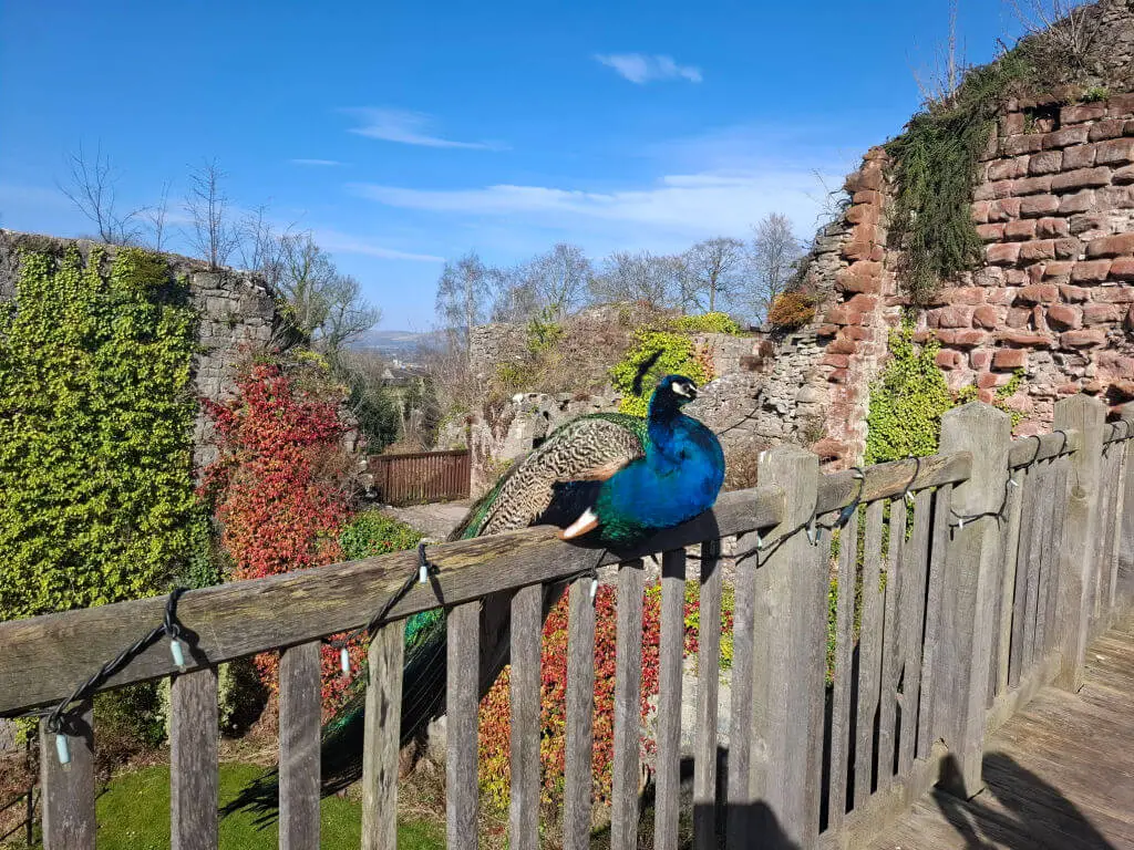 A vibrant peacock perched on a wooden fence, set against an ancient, ivy-covered stone wall. Bright blue sky and scattered trees in the background.