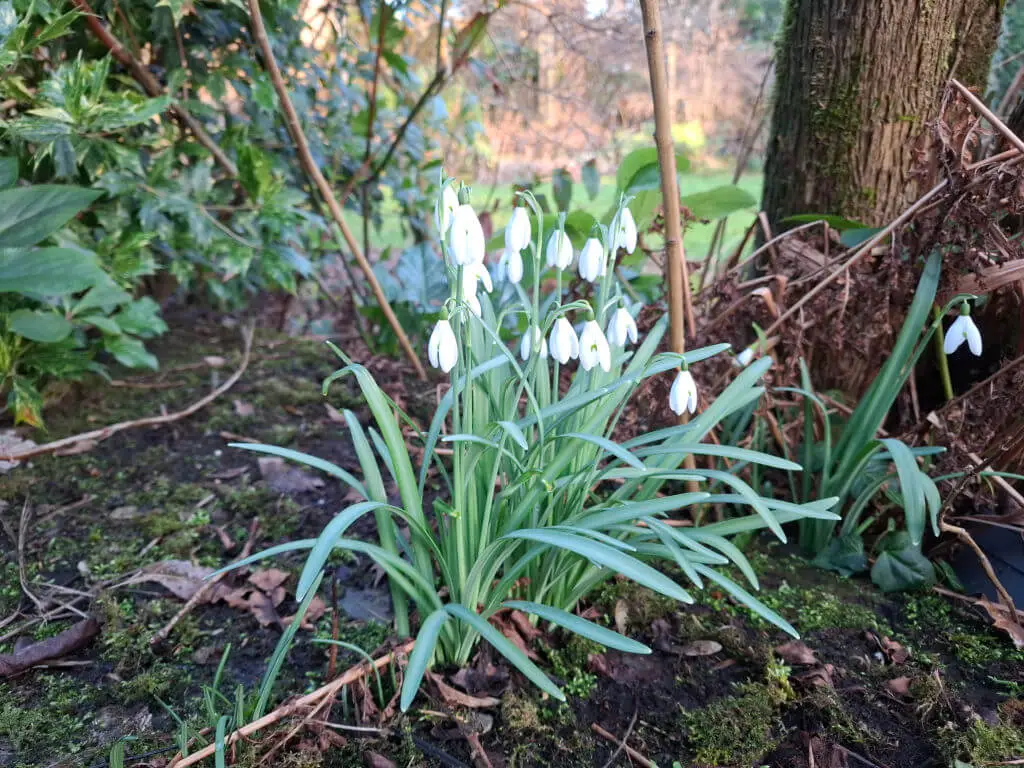Cluster of white snowdrop flowers in bloom at the base of a tree, surrounded by lush green foliage and mossy ground, evoking a serene, early-spring mood.