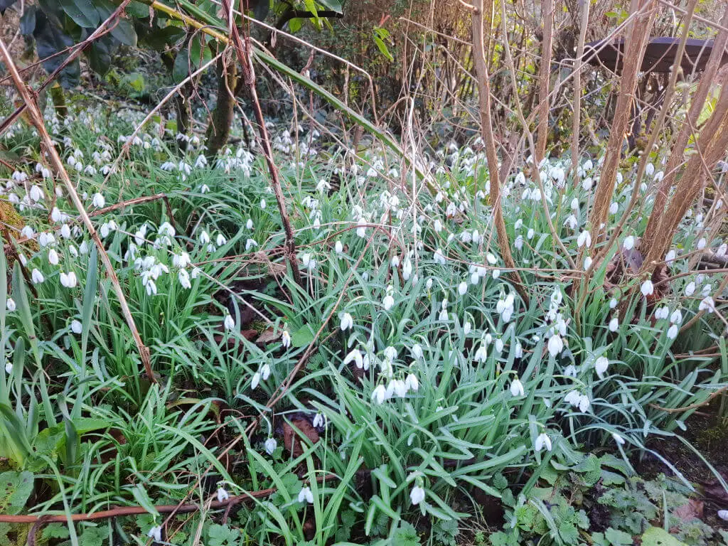 A field of white snowdrops partially shaded by bare twigs in a garden. The lush green leaves and flowers convey a serene, early spring atmosphere.