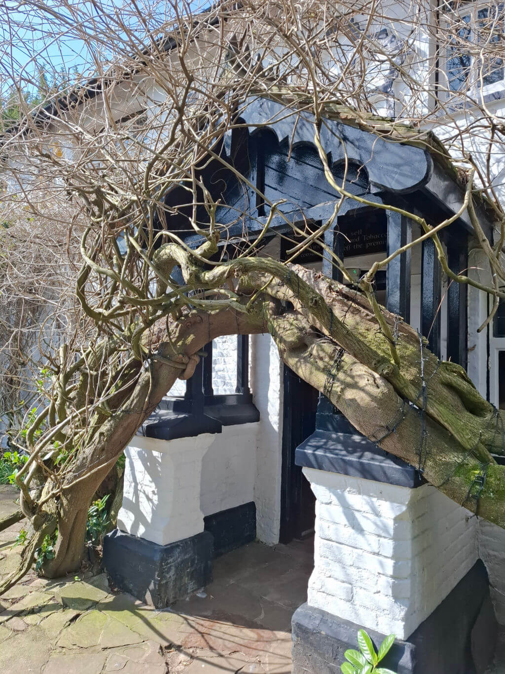 A twisted tree branch forms an arch over a black and white entrance, casting intricate shadows. The scene evokes a sense of enchantment and nature's resilience.