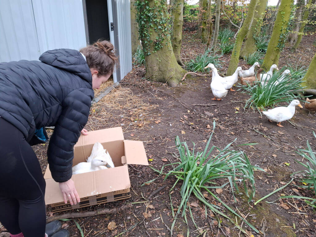 A person in a black jacket bends over a box containing white ducks outside a building. Nearby, ducks roam on leafy, earthy ground among trees.