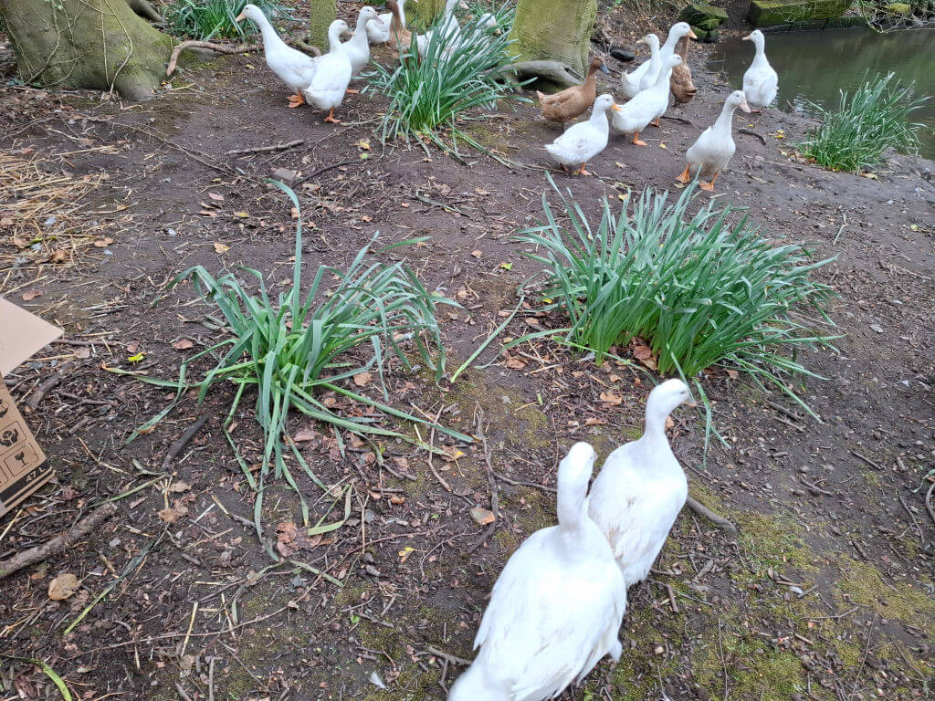 A group of ducks, mostly white with a few brown ones, waddling near a pond. The ground is earthy with patches of green plants, creating a peaceful scene.