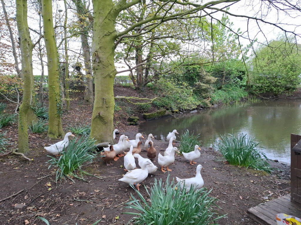 Group of ducks, both white and brown, gather near a tree-lined pond. The tranquil setting is lush with greenery, conveying a peaceful tone.