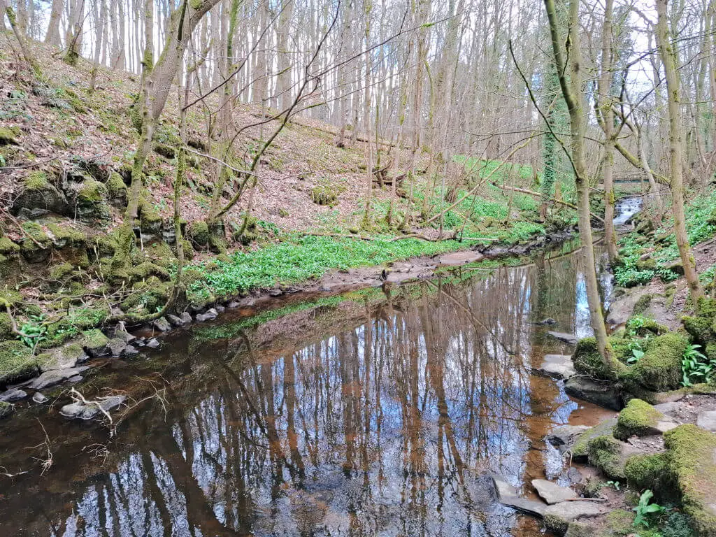 A serene woodland scene features a calm stream reflecting bare trees and a blue sky. Surrounding moss-covered rocks and bright green foliage add natural beauty.