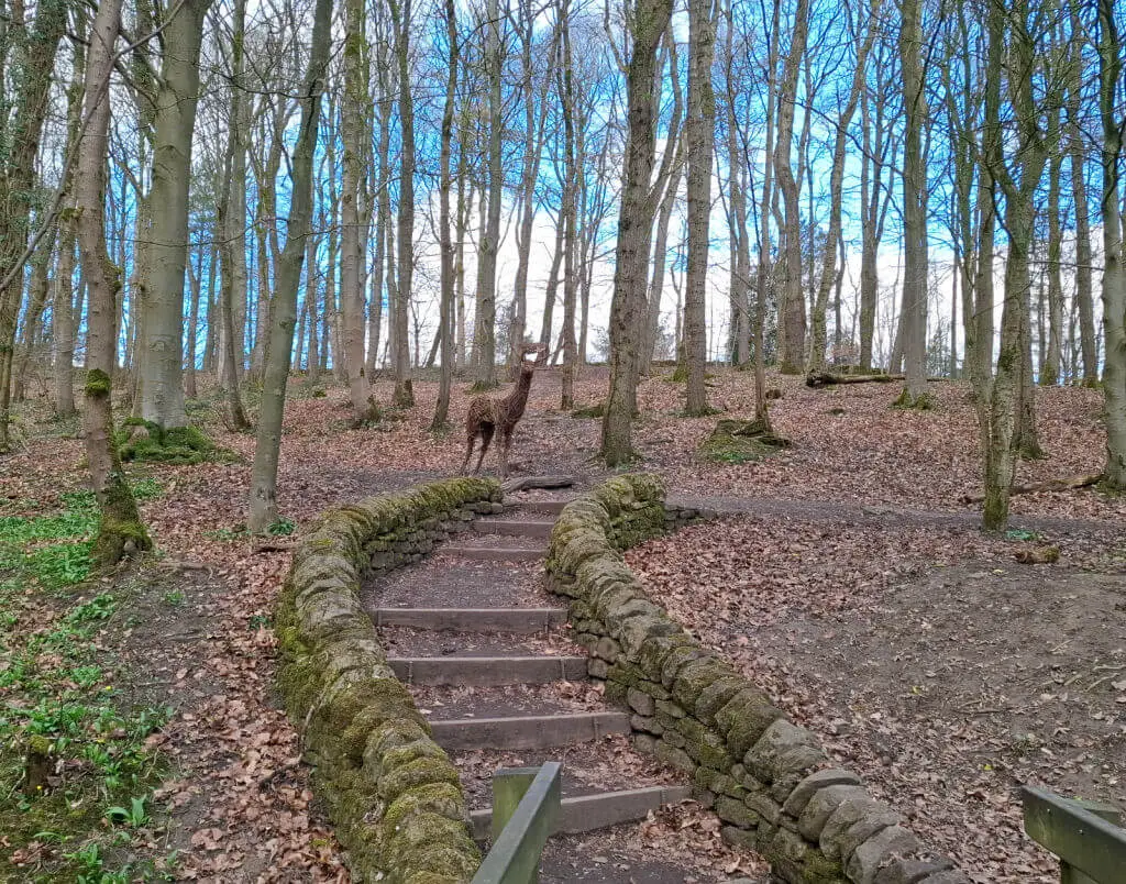 Pathway in a dense forest with bare-branched trees and a stone-bordered staircase. A willow deer sculpture stands on leaves, conveying a serene woodland scene.