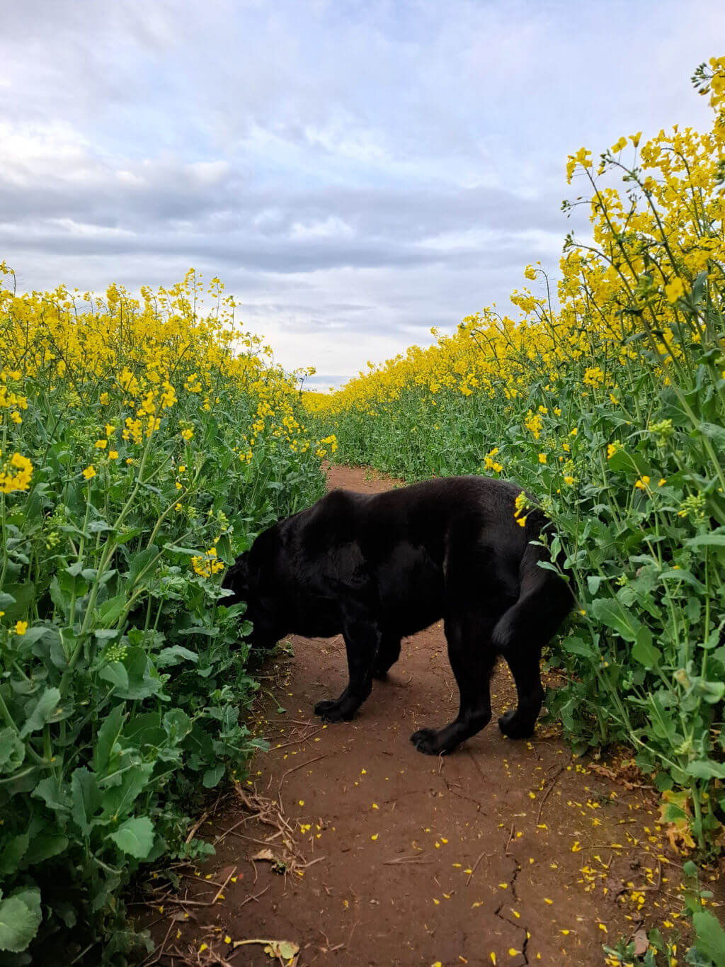 A black dog sniffs along a dirt path surrounded by tall, vibrant yellow flowers under a cloudy sky, conveying a peaceful and curious mood.