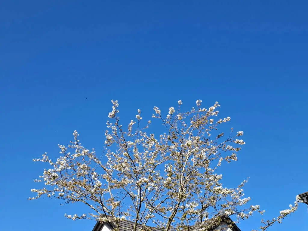 A flowering tree with white blossoms stands against a clear blue sky, creating a serene and vibrant spring atmosphere. Rooftops peek below.