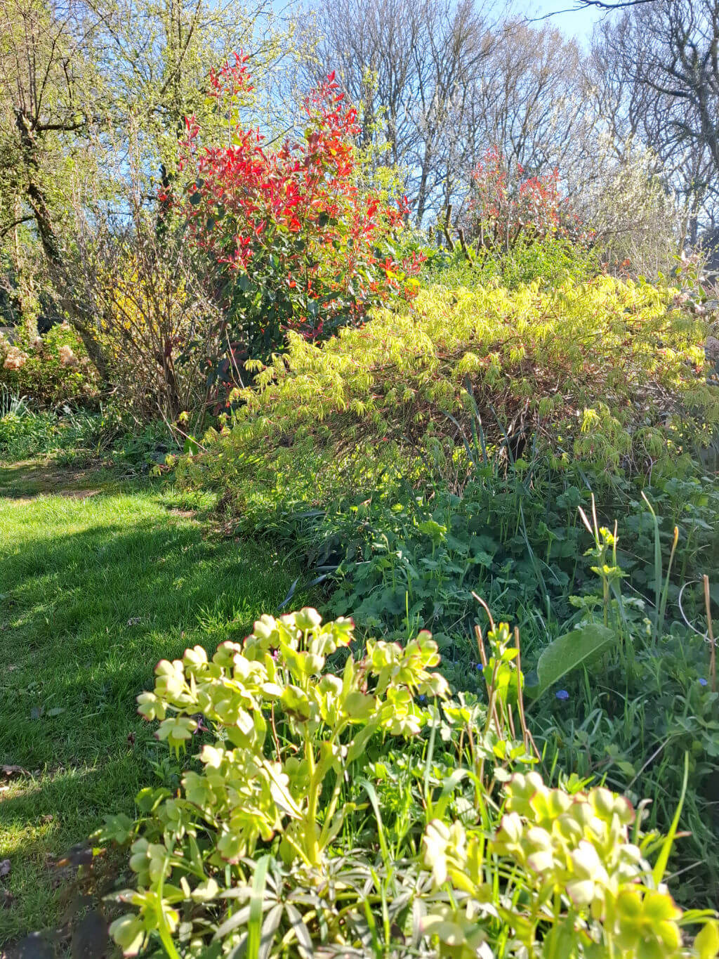 A vibrant garden scene with lush green plants and vivid red flowers under a clear blue sky. Sunlight casts gentle shadows, creating a peaceful atmosphere.