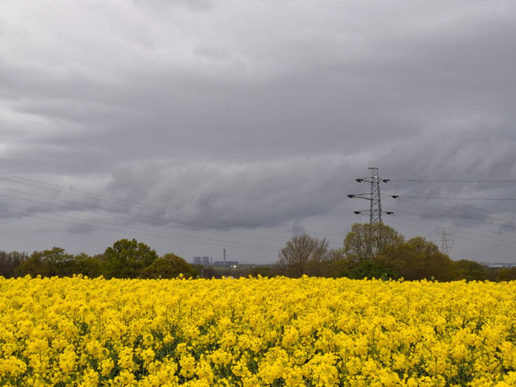 Yellow rapeseed field under overcast skies, with a distant power line tower and industrial structures. The mood is calm yet slightly foreboding.