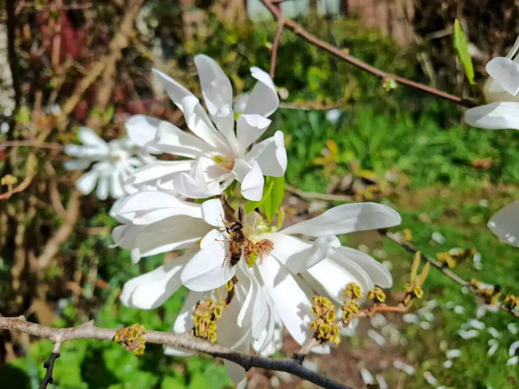 A bee perches on a cluster of blooming white flowers, set against a lush, green garden background. The scene conveys a sense of spring vibrancy.