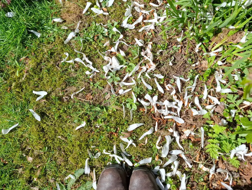 Viewed from above, scattered white petals on lush green grass with brown earth patches, bordered by leafy plants. A pair of boots at the bottom.