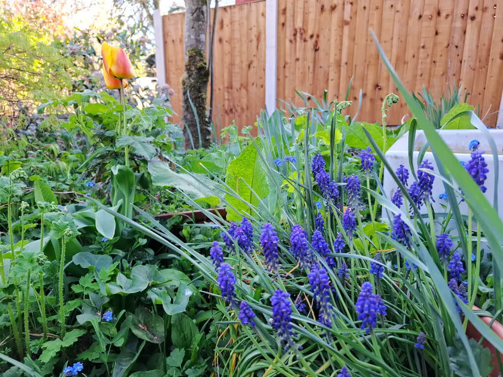 A vibrant garden scene with clusters of purple grape hyacinths and a single orange tulip among lush green foliage, set against a wooden fence.