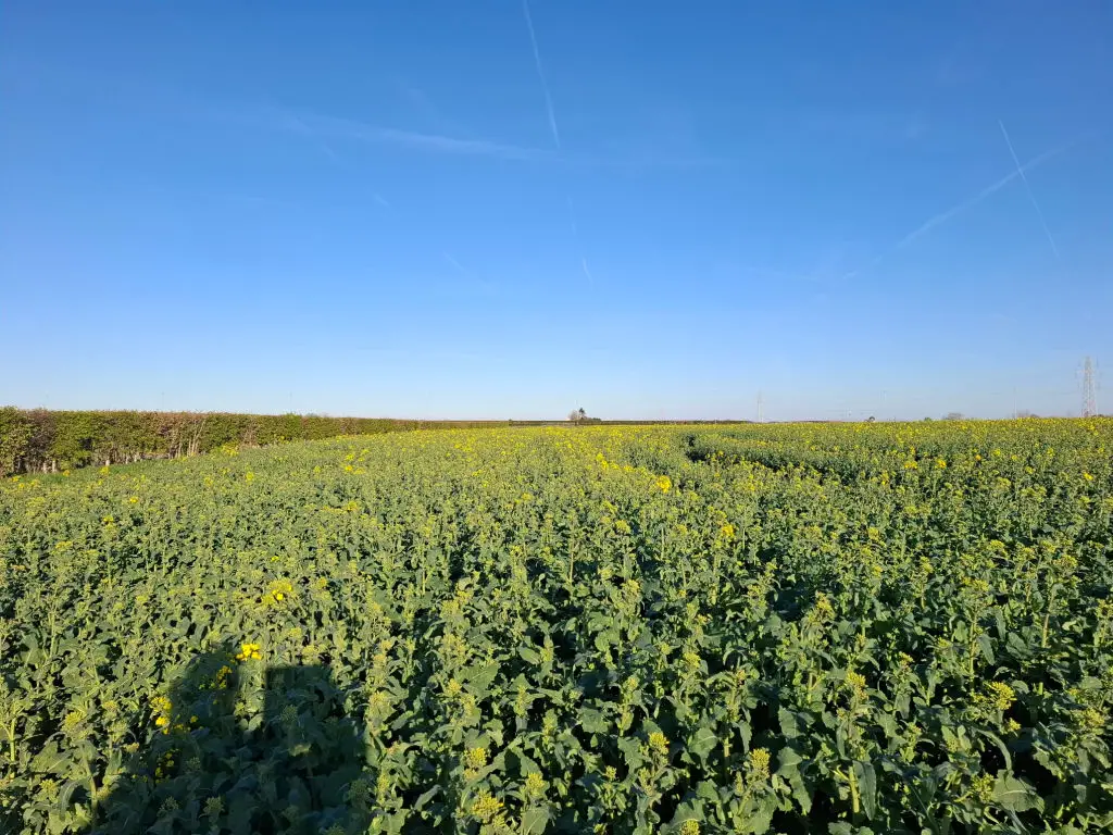 Expansive green field with yellow flowers under a clear blue sky. A distant hedgerow lines the horizon. Bright and calm rural landscape.
