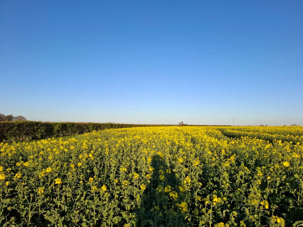 A vibrant field of blooming yellow flowers stretches into the horizon under a clear blue sky, conveying a sense of tranquility and openness.