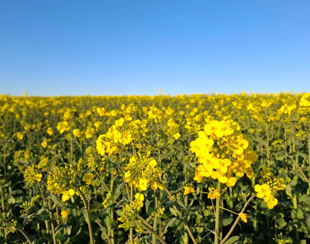 Vast field of bright yellow flowers under a clear blue sky, conveying a sense of tranquility and natural beauty. The sun casts a warm glow.