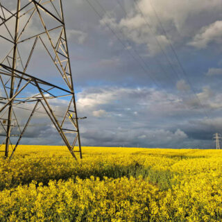 Golden field of yellow flowers under a dramatic cloudy sky, with a towering metal pylon on the left. The scene feels serene yet dynamic.