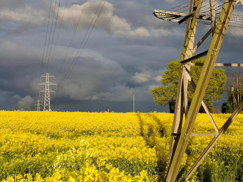 Yellow canola field under a dark, stormy sky. Power lines and poles stretch across, contrasting with the vibrant flowers, creating a dramatic scene.