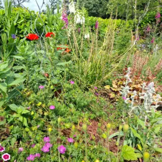 A vibrant garden with diverse flowers and plants. Red poppies, purple irises, and pink blooms are lush and colourful. Greenery is dense under a clear sky.