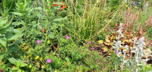 A vibrant garden with diverse flowers and plants. Red poppies, purple irises, and pink blooms are lush and colourful. Greenery is dense under a clear sky.