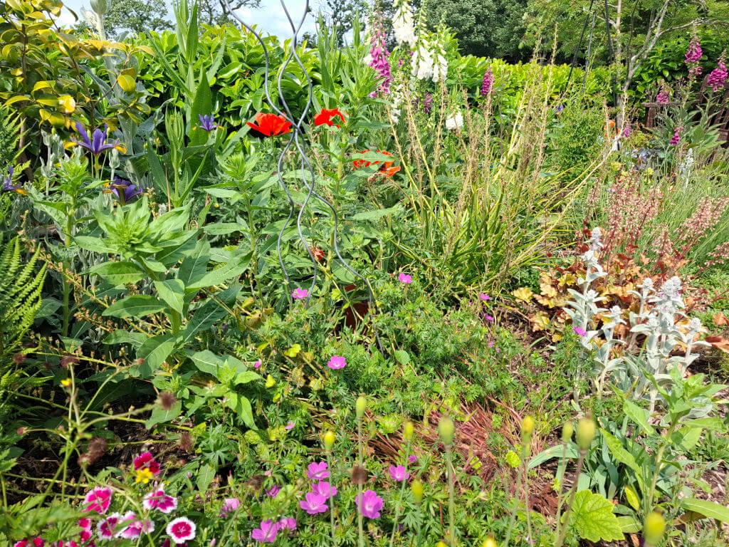 A vibrant garden with diverse flowers and plants. Red poppies, purple irises, and pink blooms are lush and colourful. Greenery is dense under a clear sky.