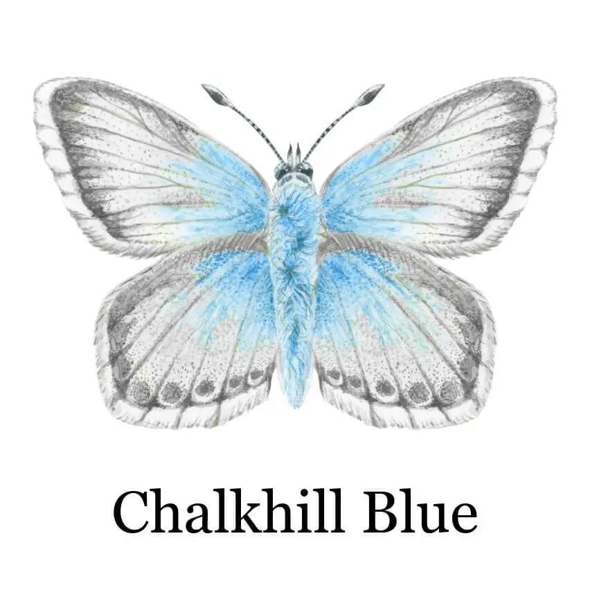 Illustration of a Chalkhill blue butterfly with delicate blue and gray wings on a white background. The detailed design conveys elegance and tranquility.