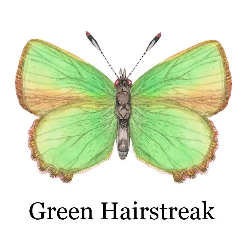 A watercolour illustration of a Green Hairstreak butterfly with intricate wing patterns and a hint of brown on the edges. The butterfly is centred on a white background.