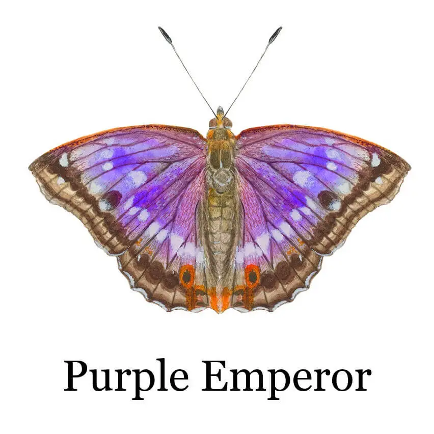 Vibrant Purple Emperor butterfly with open wings displaying a striking pattern of purple, blue, and brown hues, set against a plain white background.