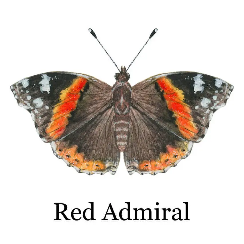 A vibrant Red Admiral butterfly with black, orange, and white markings on its wings is centred against a plain white background. The symmetrical design is striking.