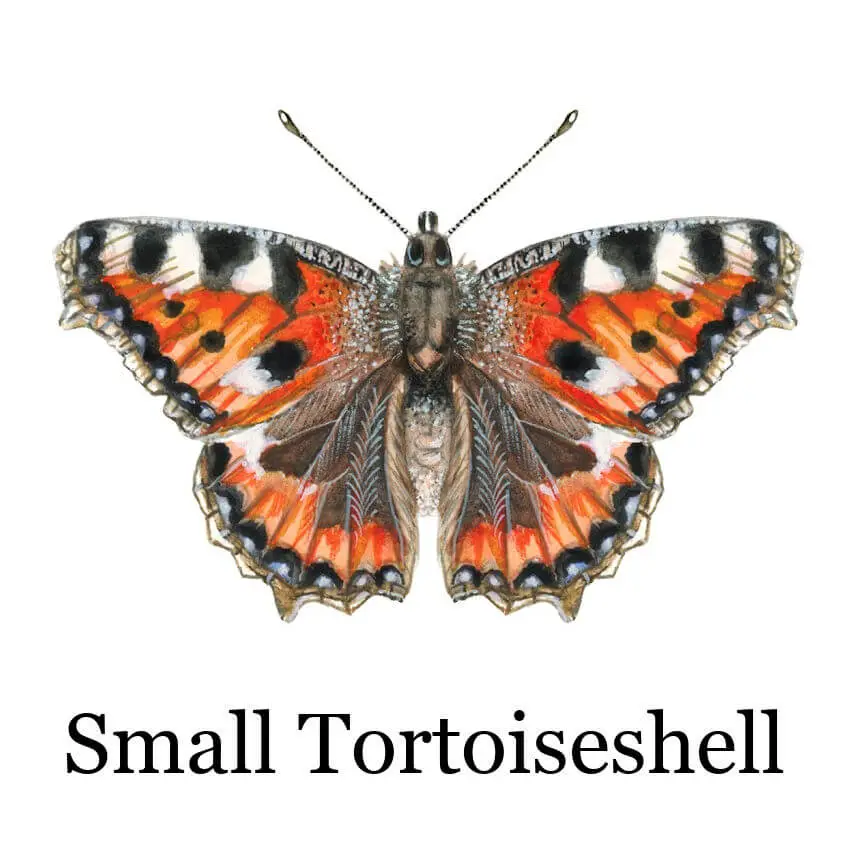 Illustration of a Small Tortoiseshell butterfly with vibrant orange and black patterned wings, featuring white markings. The detailed textures convey a realistic and delicate appearance.