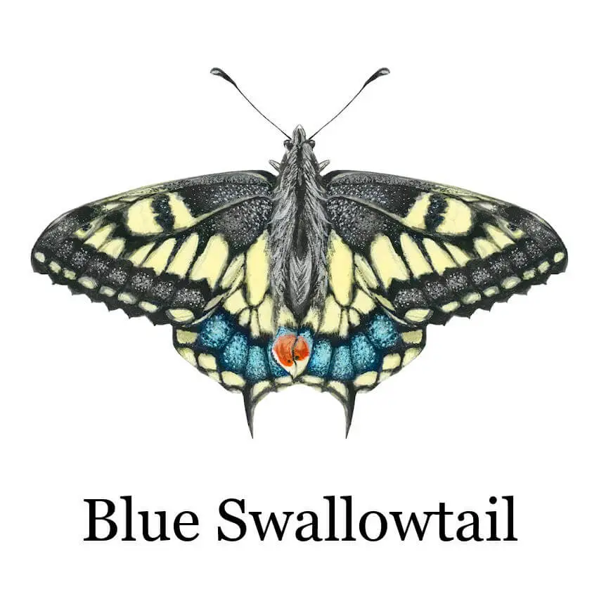 Illustration of a vibrant Blue Swallowtail butterfly with black and yellow wings, blue lower markings, and a red spot near the tail on a plain white background.