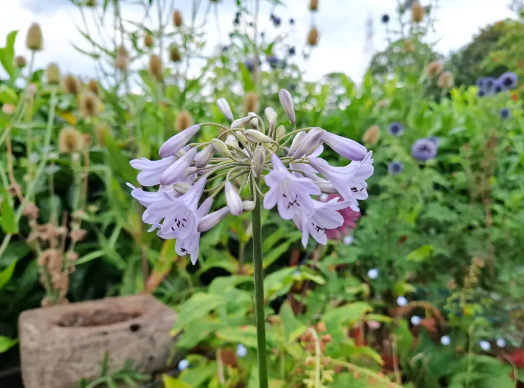 Delicate purple flowers bloom on a tall stem in a vibrant, lush garden. The background is filled with greenery and blurred wildflowers, conveying a serene, natural beauty.