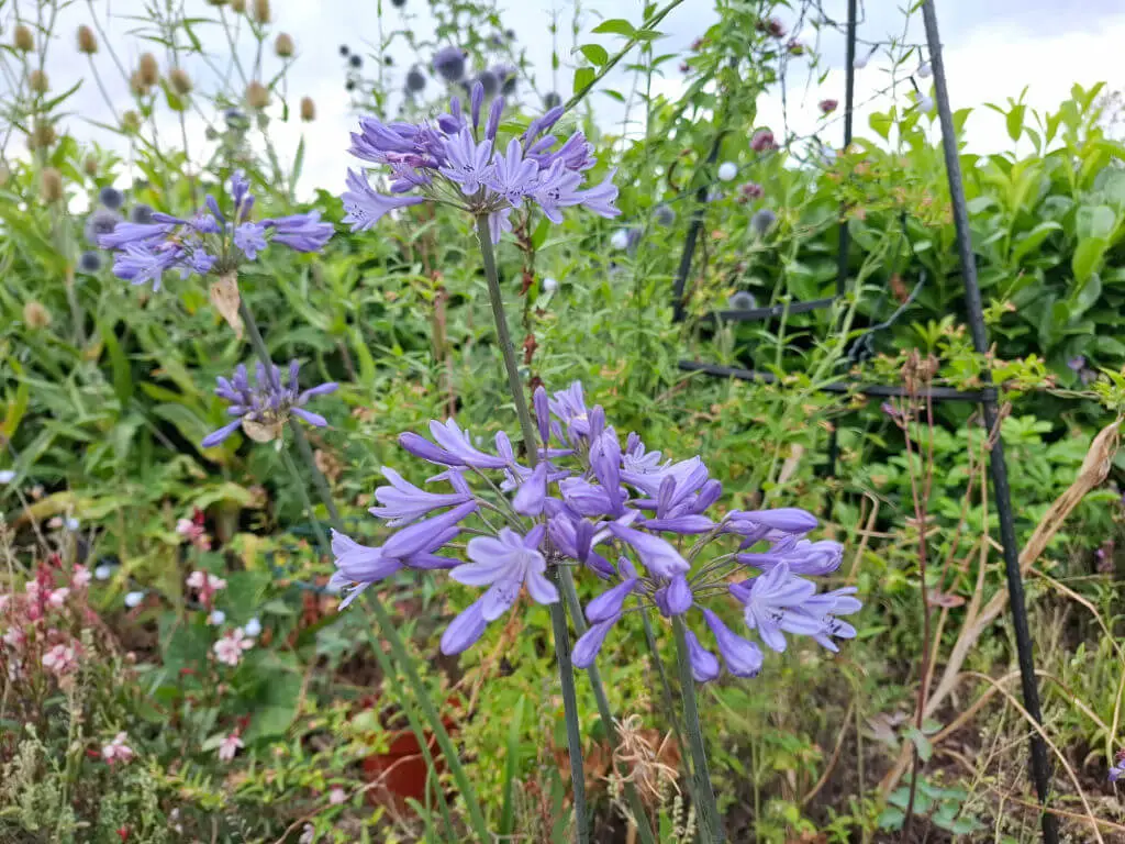 Purple agapanthus flowers bloom vibrantly amidst lush green foliage in a garden. The scene conveys a sense of tranquility and natural beauty.