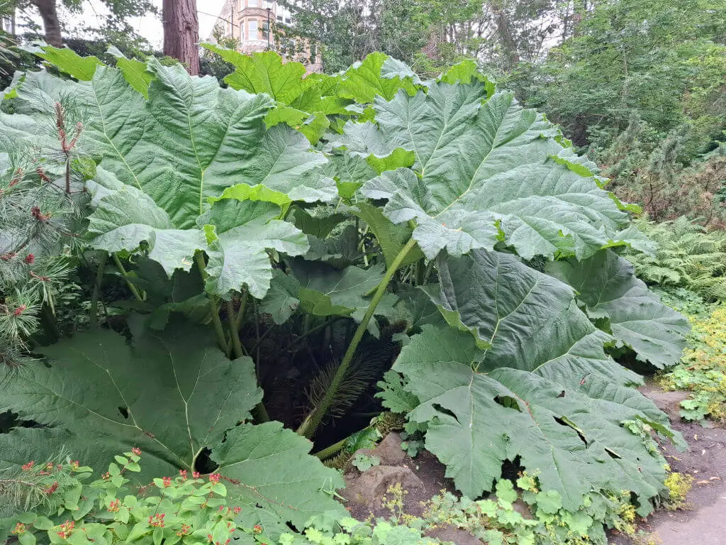 Lush, large green Gunnera leaves dominate a garden setting, with towering stems and surrounding ferns. The plants create a dense, vibrant, and thriving ambiance.