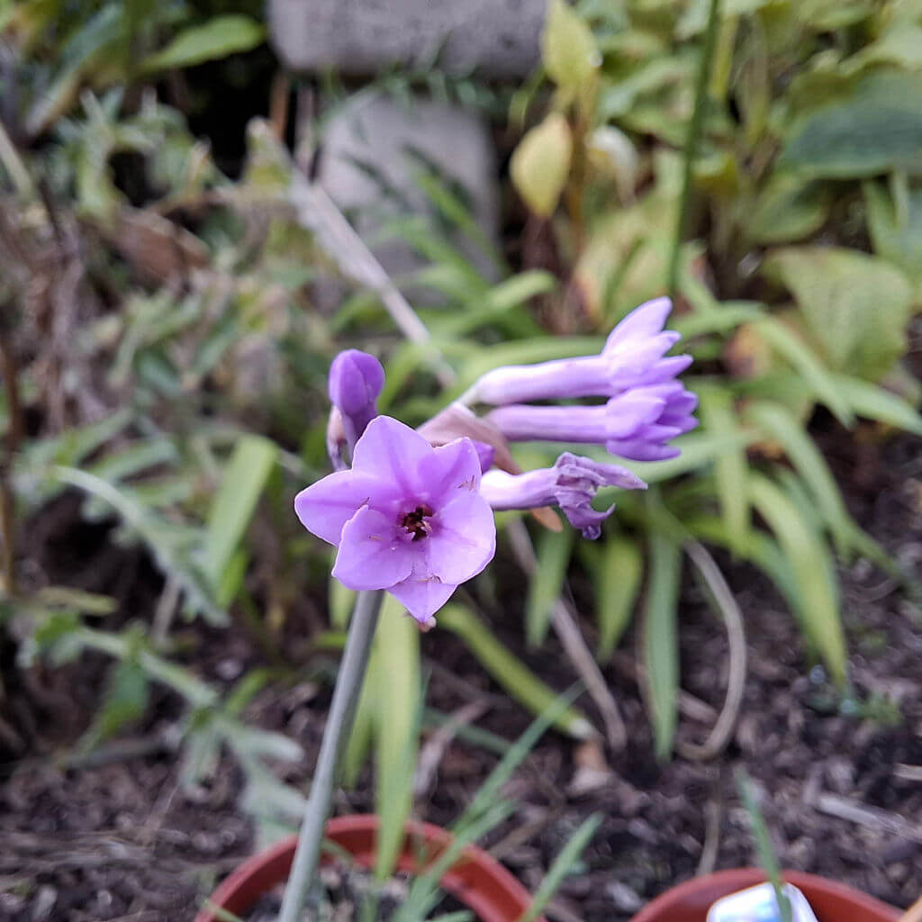 Close-up of vibrant purple Tulbaghia flowers on slender stems in a garden setting with blurred green foliage in the background, creating a tranquil mood.