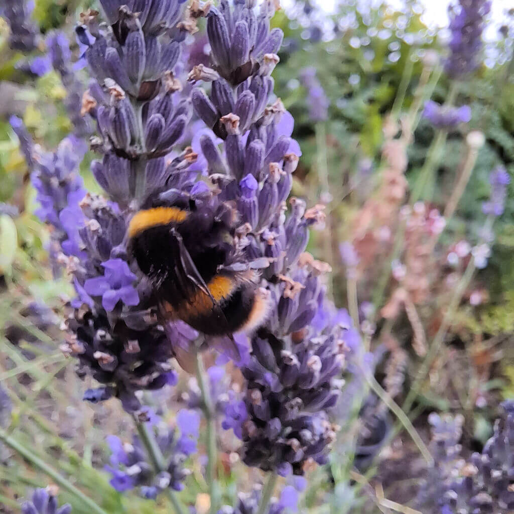 Close-up of a bumblebee on vibrant purple lavender flowers, with a blurred green garden background. The scene conveys a sense of summer tranquility.