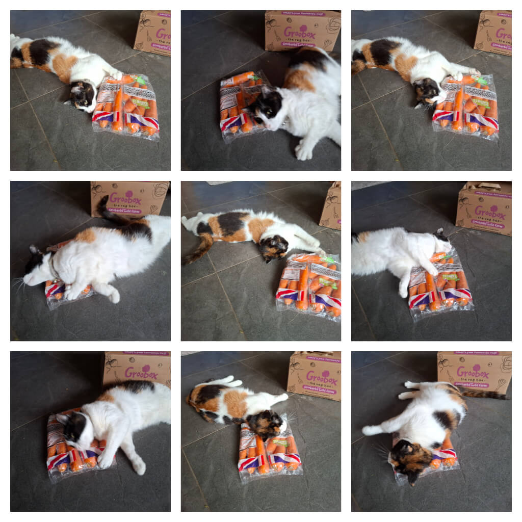 A calico cat playfully interacts with a bag of carrots, lying on a tiled floor beside a Groobox carton. The cat appears curious and relaxed.