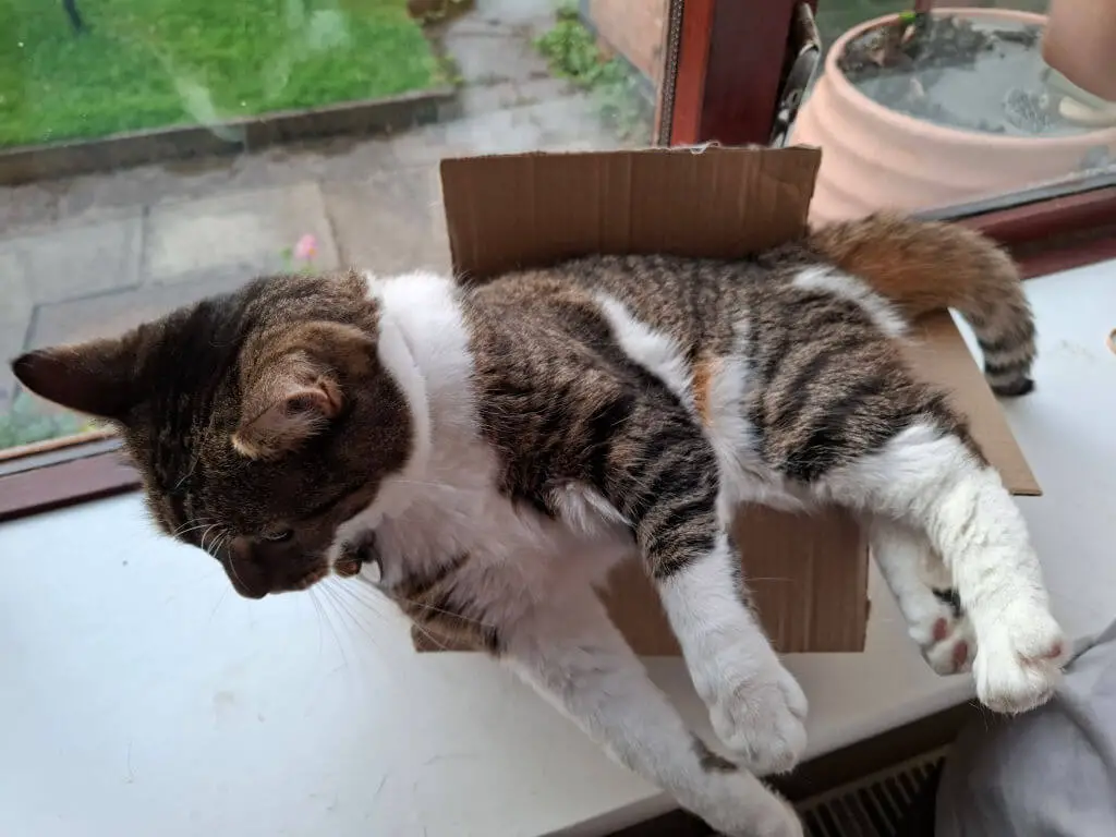 A tabby cat is playfully lounging in a small cardboard box on a windowsill. Its playful and relaxed demeanor contrasts with the snug fit.