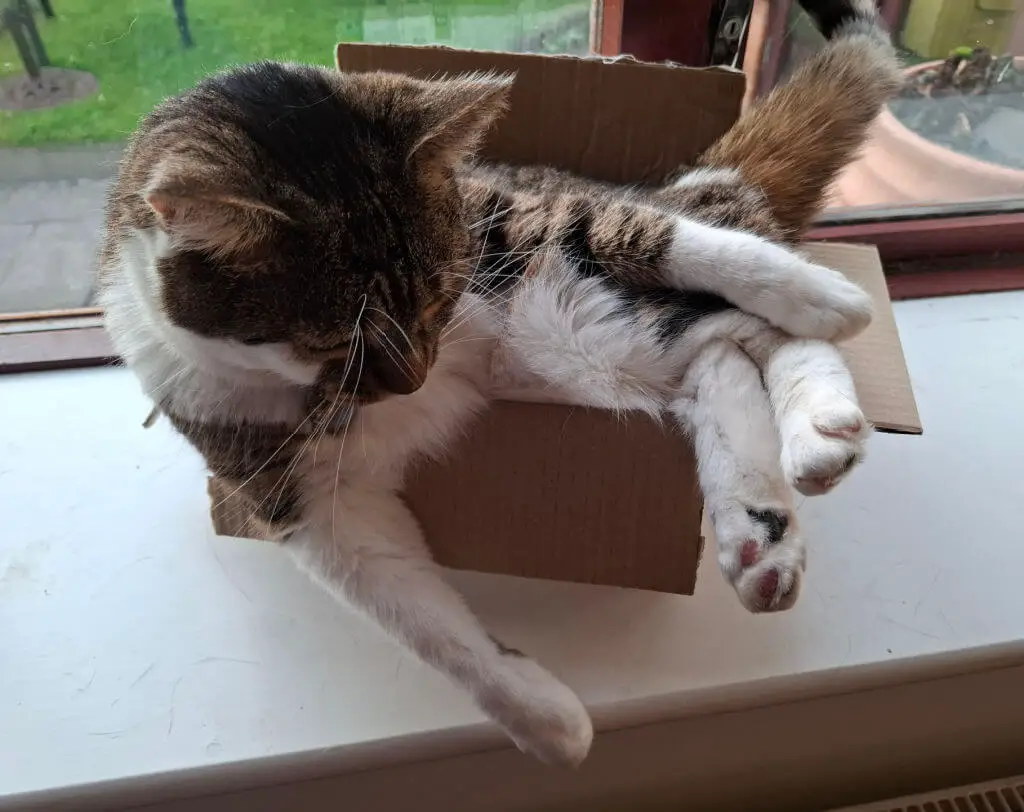 A tabby cat cozily squeezes into a small cardboard box on a windowsill. Sunlight warms the scene, with green grass visible outside, creating a relaxed and playful mood.