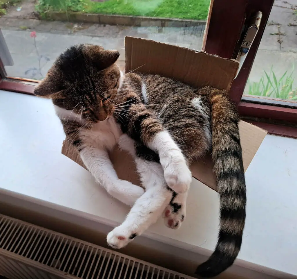 A tabby and white cat lounging snugly in a small cardboard box on a windowsill, with a serene expression, its tail hanging over the edge.
