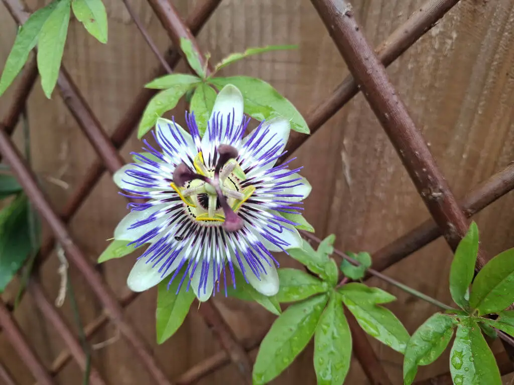A vibrant passionflower with purple and white petals blooms against a wooden lattice. Green leaves surround the flower, fresh with raindrops.