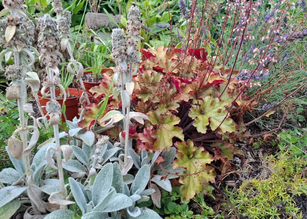 A diverse garden scene with fuzzy lamb's ear, colorful heuchera leaves, and delicate purple blooms. The lush greenery creates a vibrant and peaceful atmosphere.