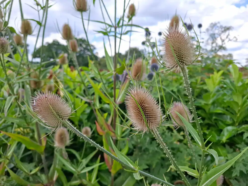 Close-up of tall, spiky teasel plants with pale brown heads and green leaves in a lush garden setting under a cloudy sky. The mood is calm and natural.